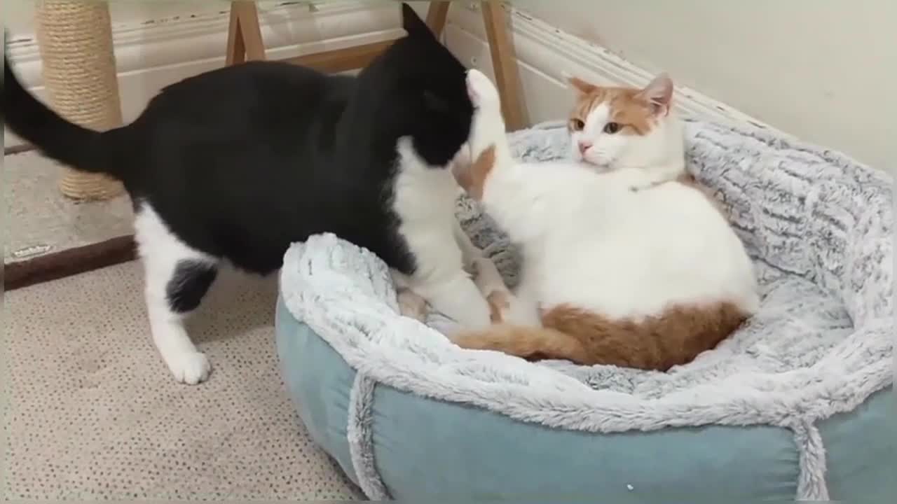 Cat Fights Another Cat To Reclaim Bed