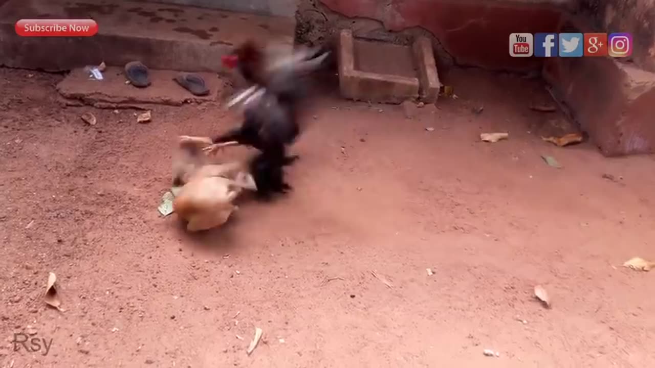 rooster vs dog