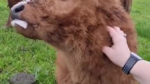 Post Milkies cuddles and kisses