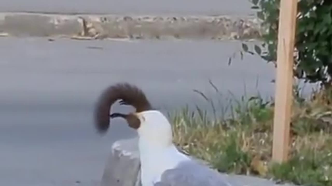 Seagull eats squirrel then flies away