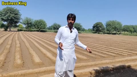 G1 Garlic Farming in Pakistan