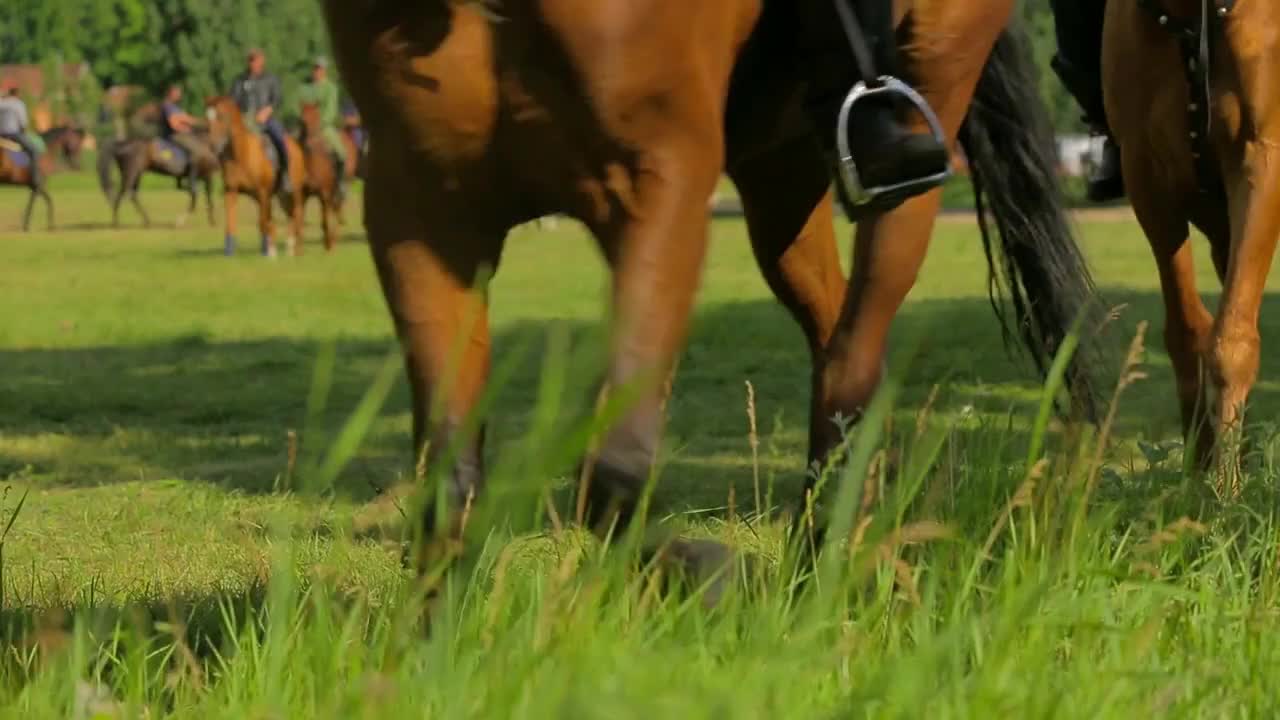 In the foreground in focus, close-ups of the legs of the walking horses