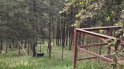 Blue Heeler Plays With Elk Through Fence