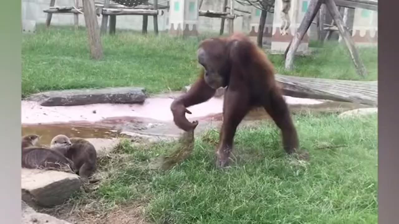 Funny animals 🤣 || Funny animals part -1