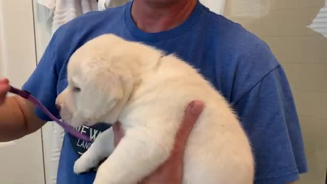 Violet the Lab Puppy takes her FIRST Bath Tub