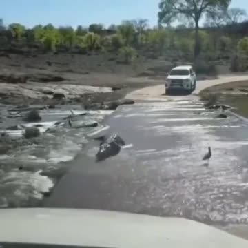 Water was flowing from the river then crocodile attacking a small fish | wildlife animals