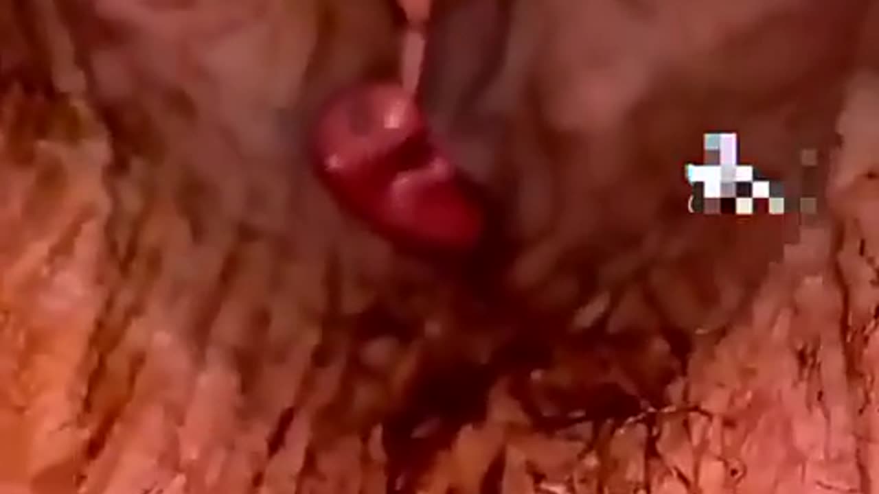 Kangaroo baby birth secret🔥🔥