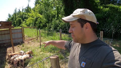 How To Build A Cheap Easy Pig Feeder