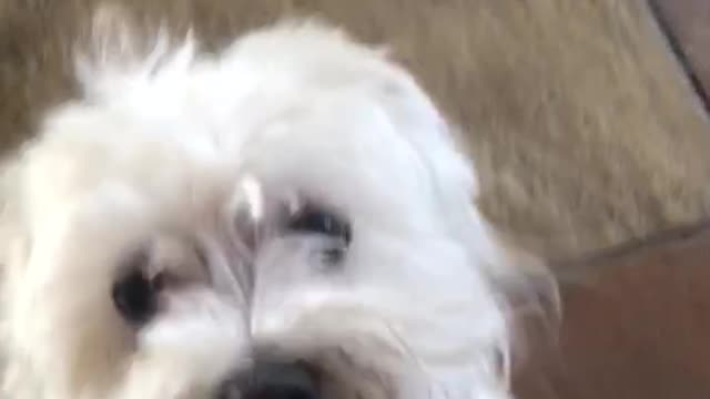 Adorable Dancing Dog