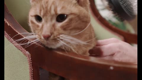 cat air conditioner using at home