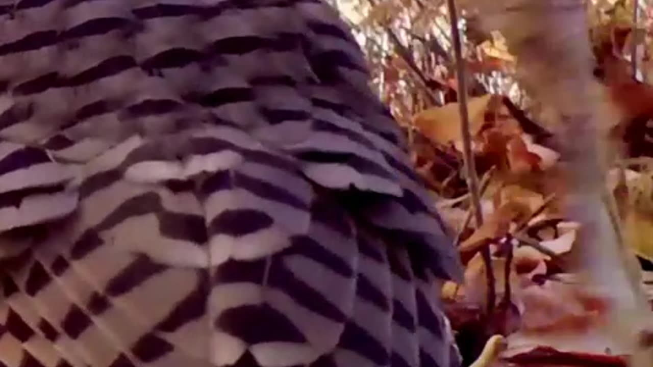 Flicker Woodpecker Shaking Leaf