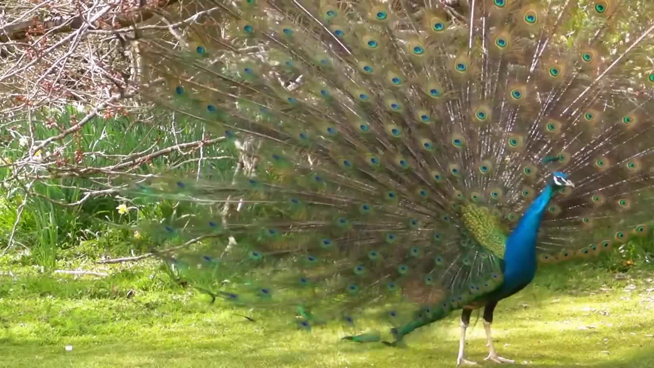 Peacock Dance Display