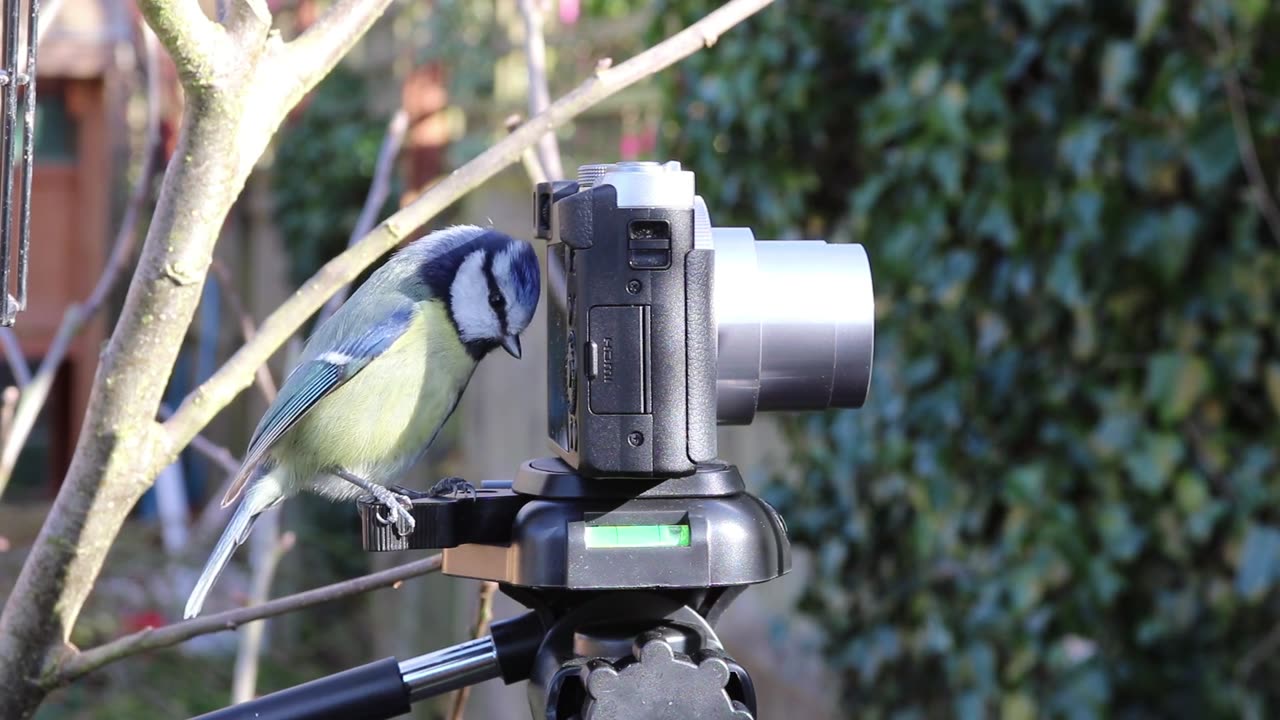 curious_little_bird_looking_at_a_camera (1080p)