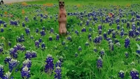 Among the flowers