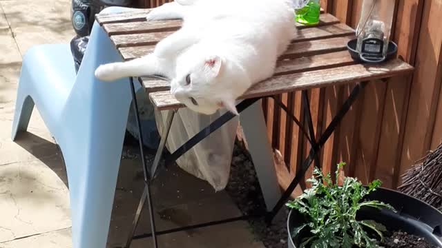 the human trap
