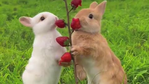 Little_rabbit_eating_strawberries🍓🍓🍓