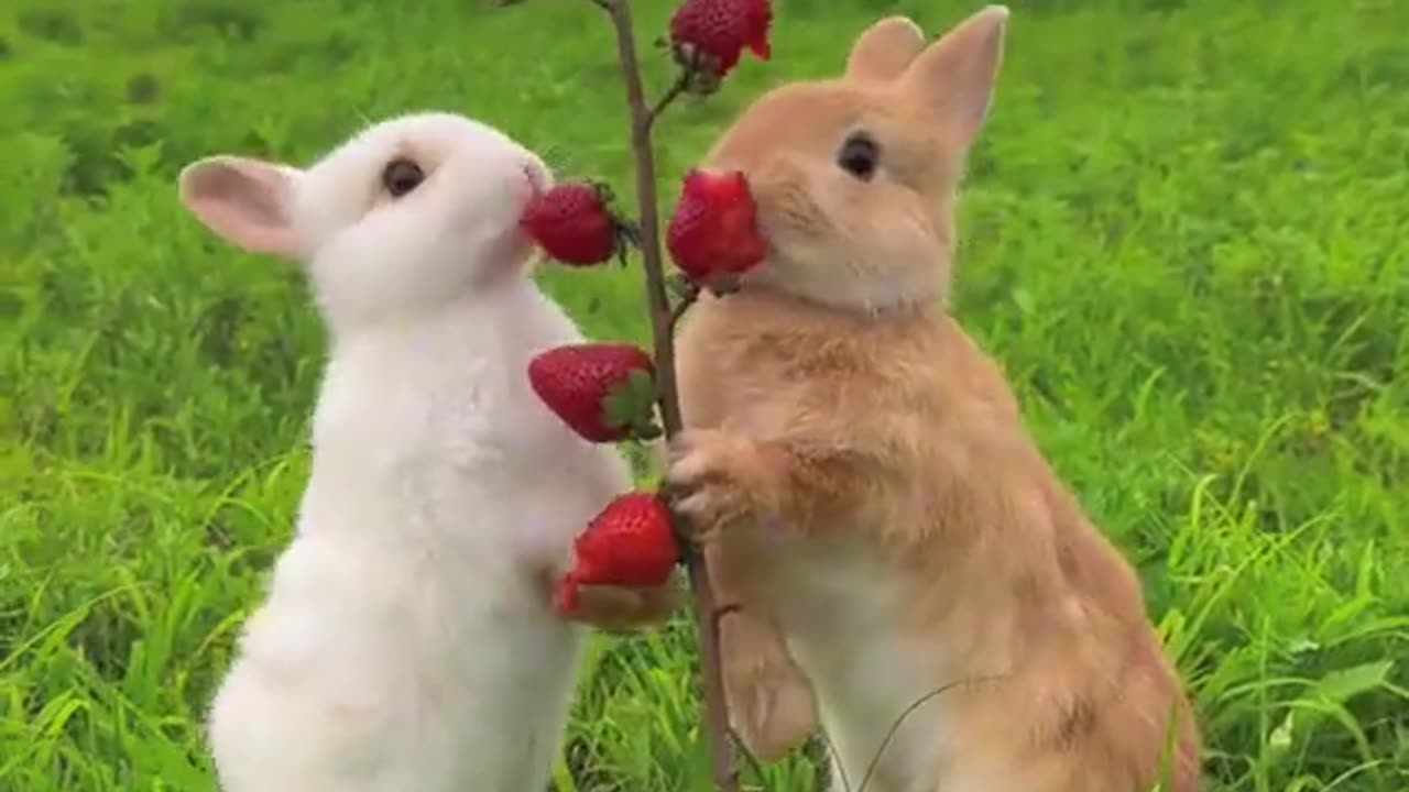 Little_rabbit_eating_strawberries🍓🍓🍓