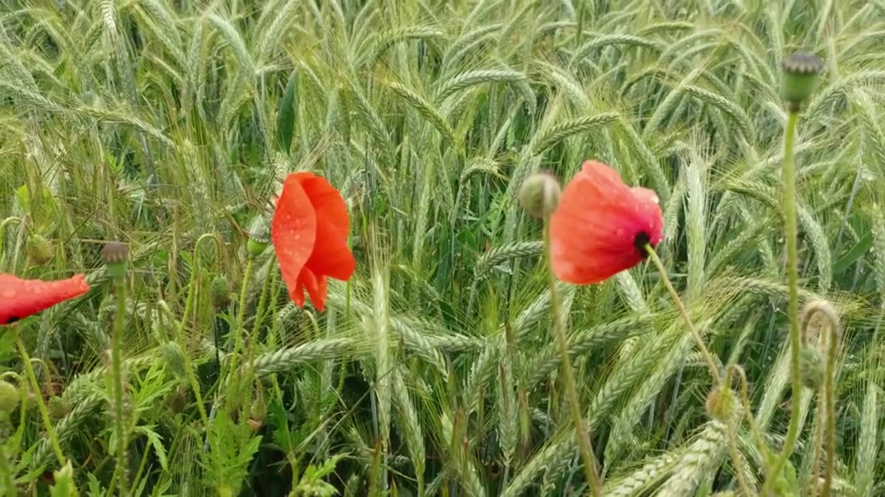 Bury Me In Southern Ground