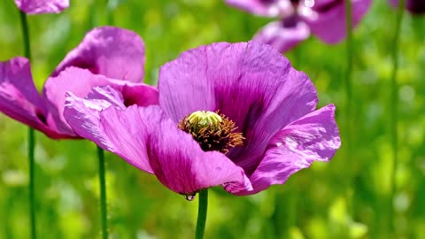 Beautiful big purple flower with four petals