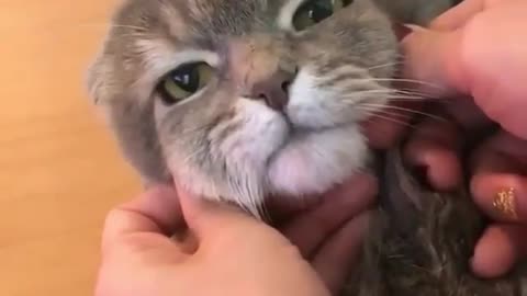 cat massage