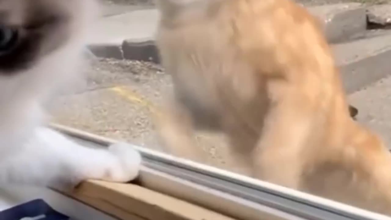 Funniest Animals 2023