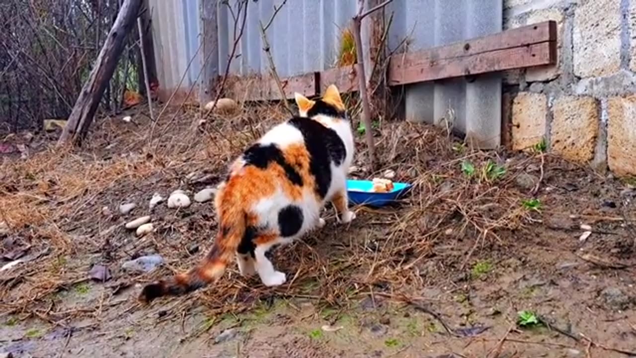 Cute pregnant cat eating food. The cat was very hungry.