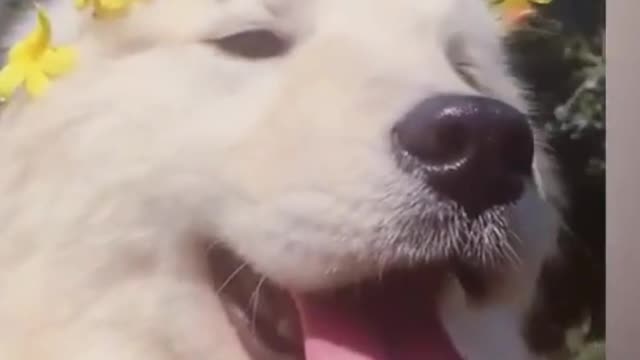 FUNNY AND CURIOUS PETS (BICHOS ENGRAÇADOS E CURIOSOS)