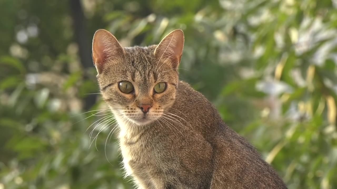 A cute cat video