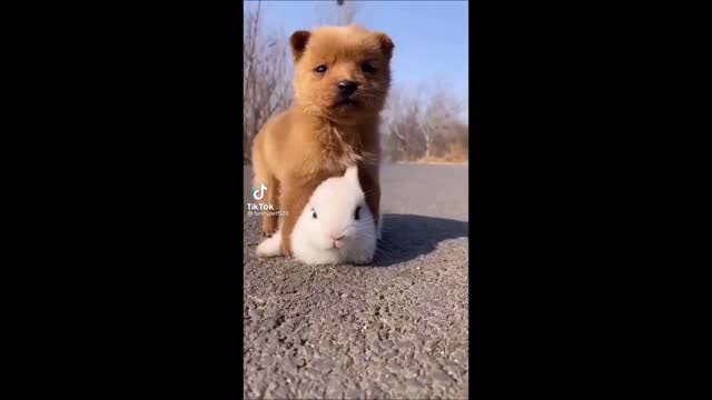 Its time to LAUGH with Dogs life