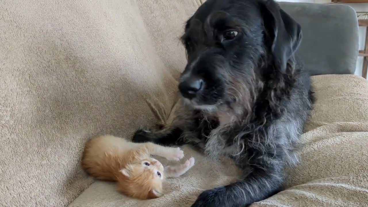 a little kitten playing with a dog