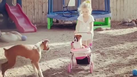 Boxer Puppies Play with Stroller