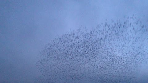 Amazing Stunt Birds
