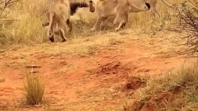 What is this pride of lions really doing?