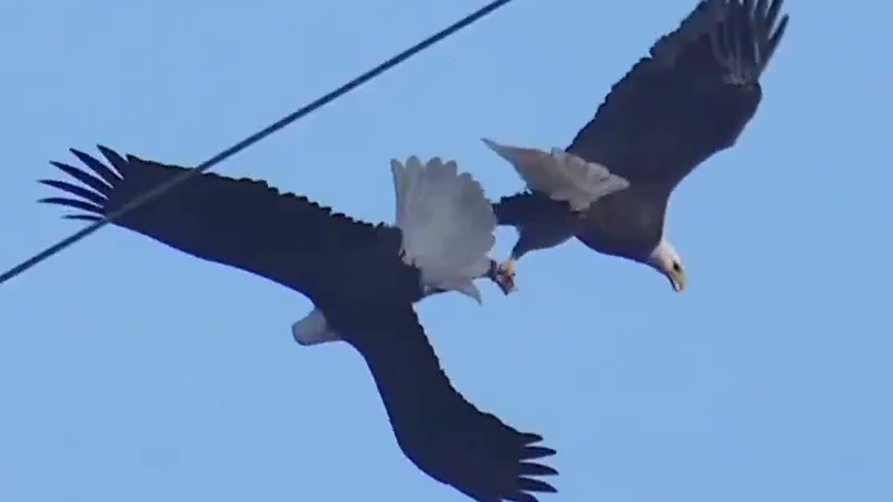 Two bald Eagles lock talons and perform the courtship behaviour called daredevil cartwheel