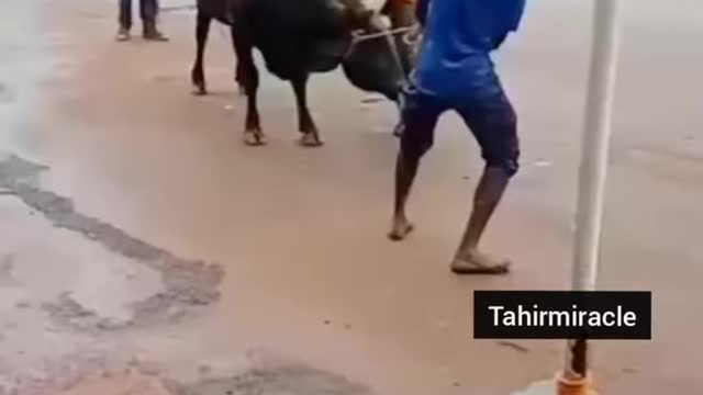 Funniest moment of animal😂😂🤣