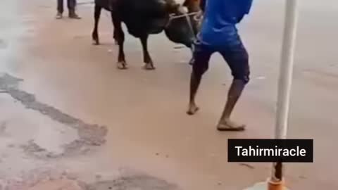 Funniest moment of animal😂😂🤣