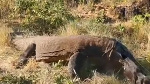 Animal eat got #viral