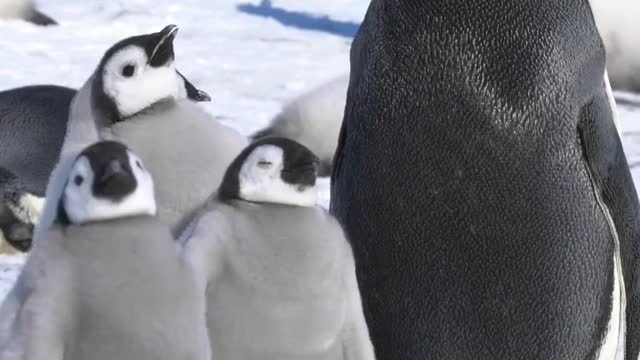 Sleepy Chick 😴 Penguin can sleep while standing