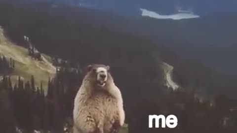 Funny video of Bear