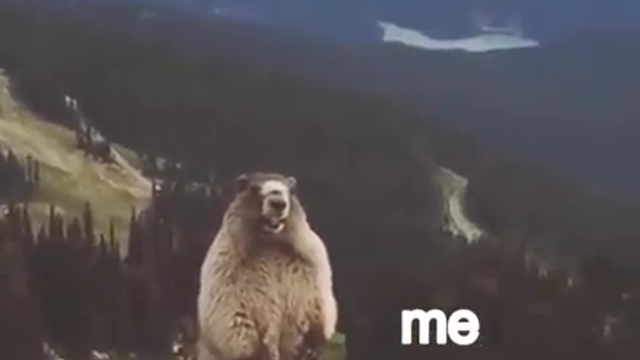 Funny video of Bear