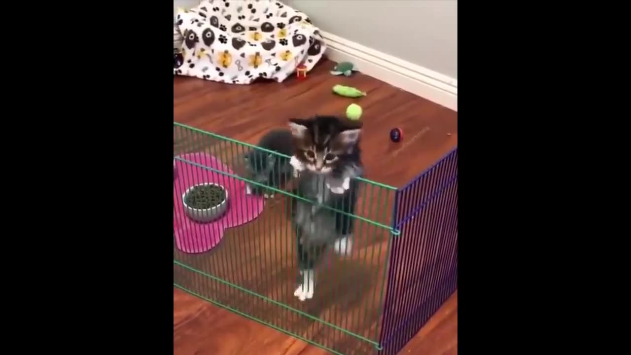 Cute baby animals Videos Compilation cute moment of the animals