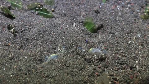 Bobtail Squid Fish Never Seen Before #shorts #viral #shortsvideo #video