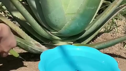 Top 10 Amazing beauty hacks with Aloe Vera
