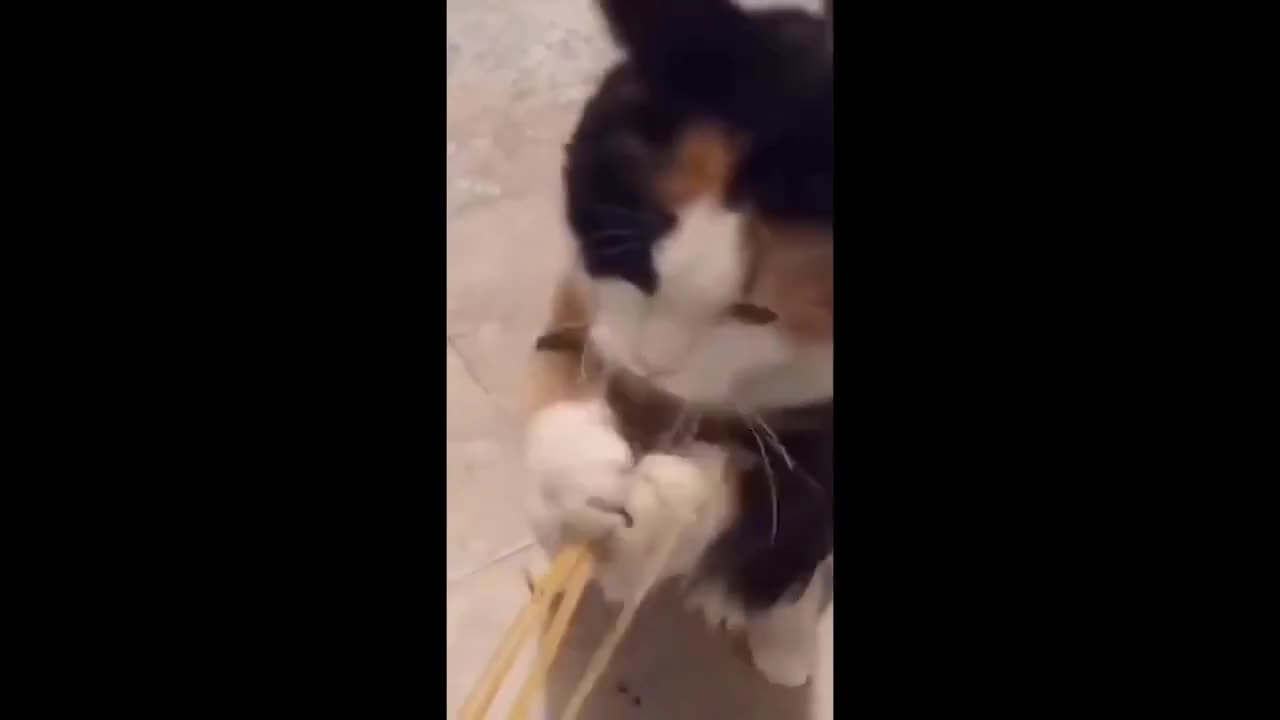 New Funny Animals Video 2023 _ Funniest Cats and Dogs Videos _ New Funny Video Of Cat And Dogs