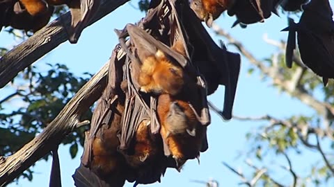 Flying Fox Bat Flyout