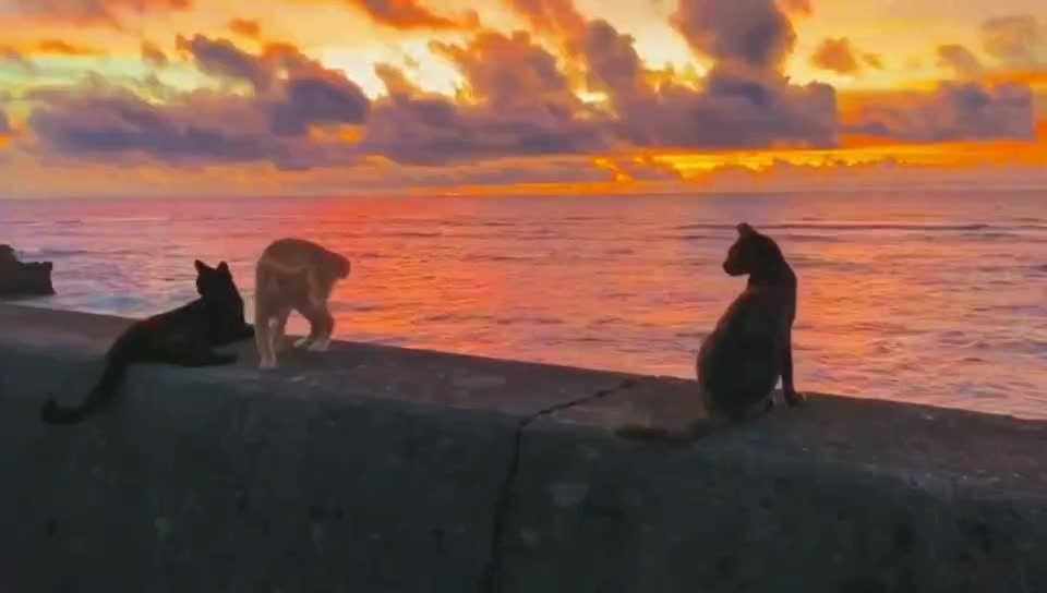 When you feel gentle, you want to be gentle.