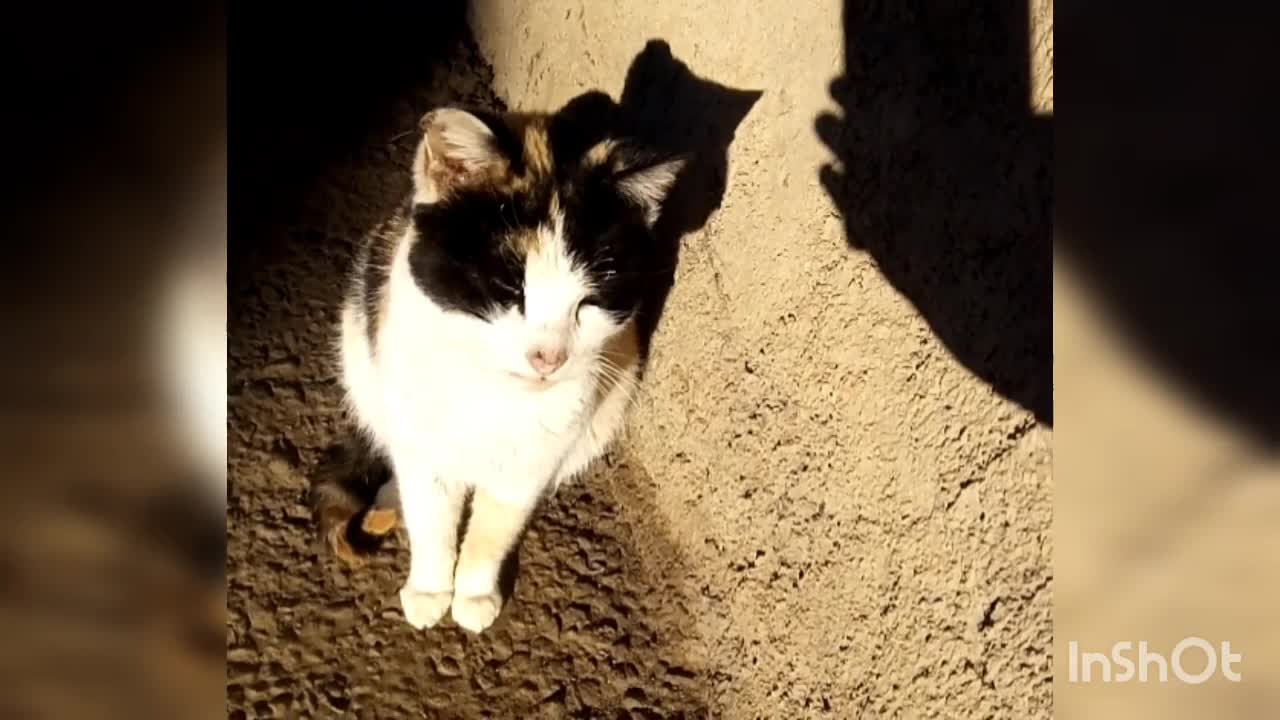 A cat sunbathing ❤