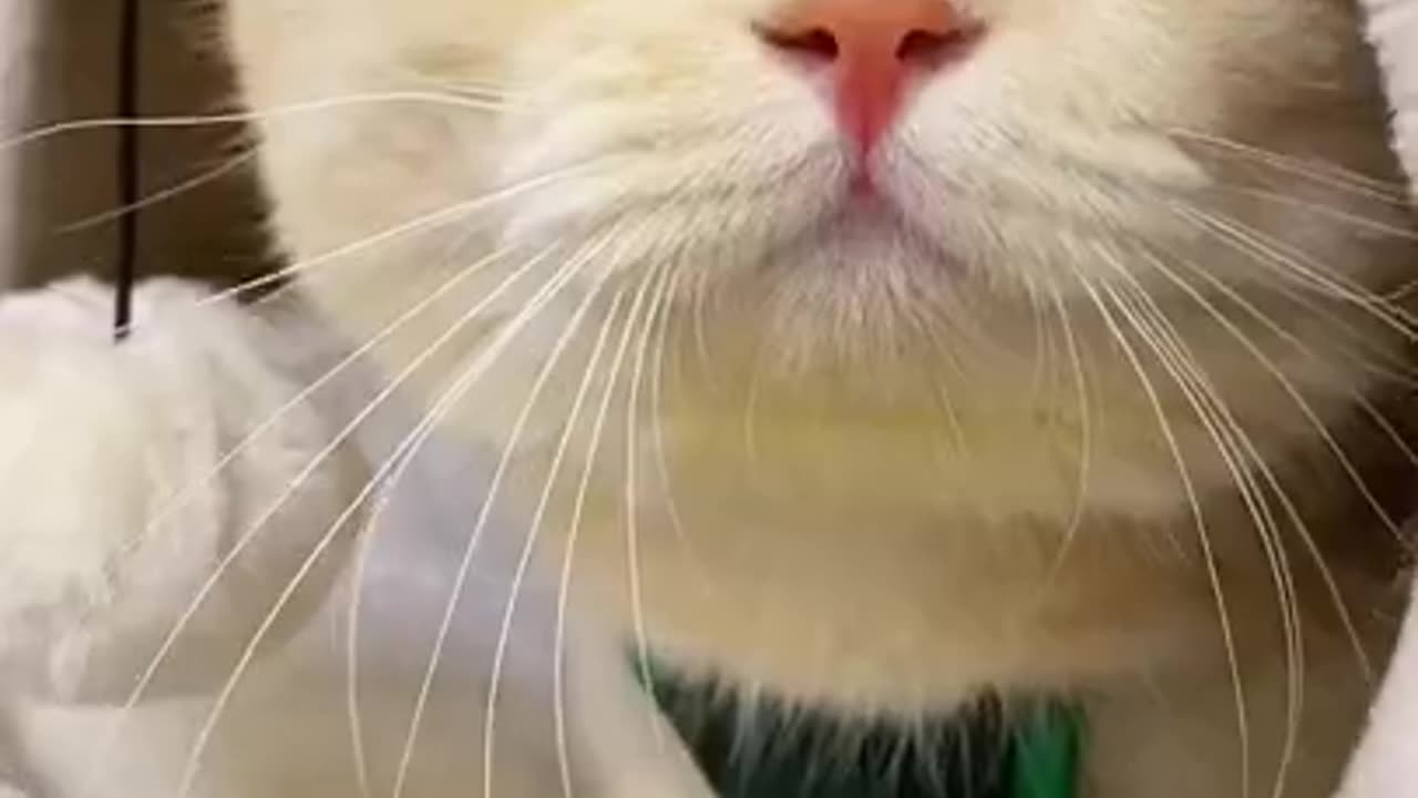 Videos of cats