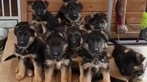 My Lovely German Shepherd