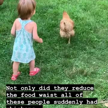 Shorts - Three Chickens Each, Table Scraps Gone, Free Eggs